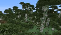 Birch Jungle