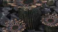 skyrim-replejser-kaktusov
